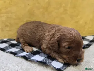 Mini Goldendoodle dogs for sale: Cliff - Ad 2