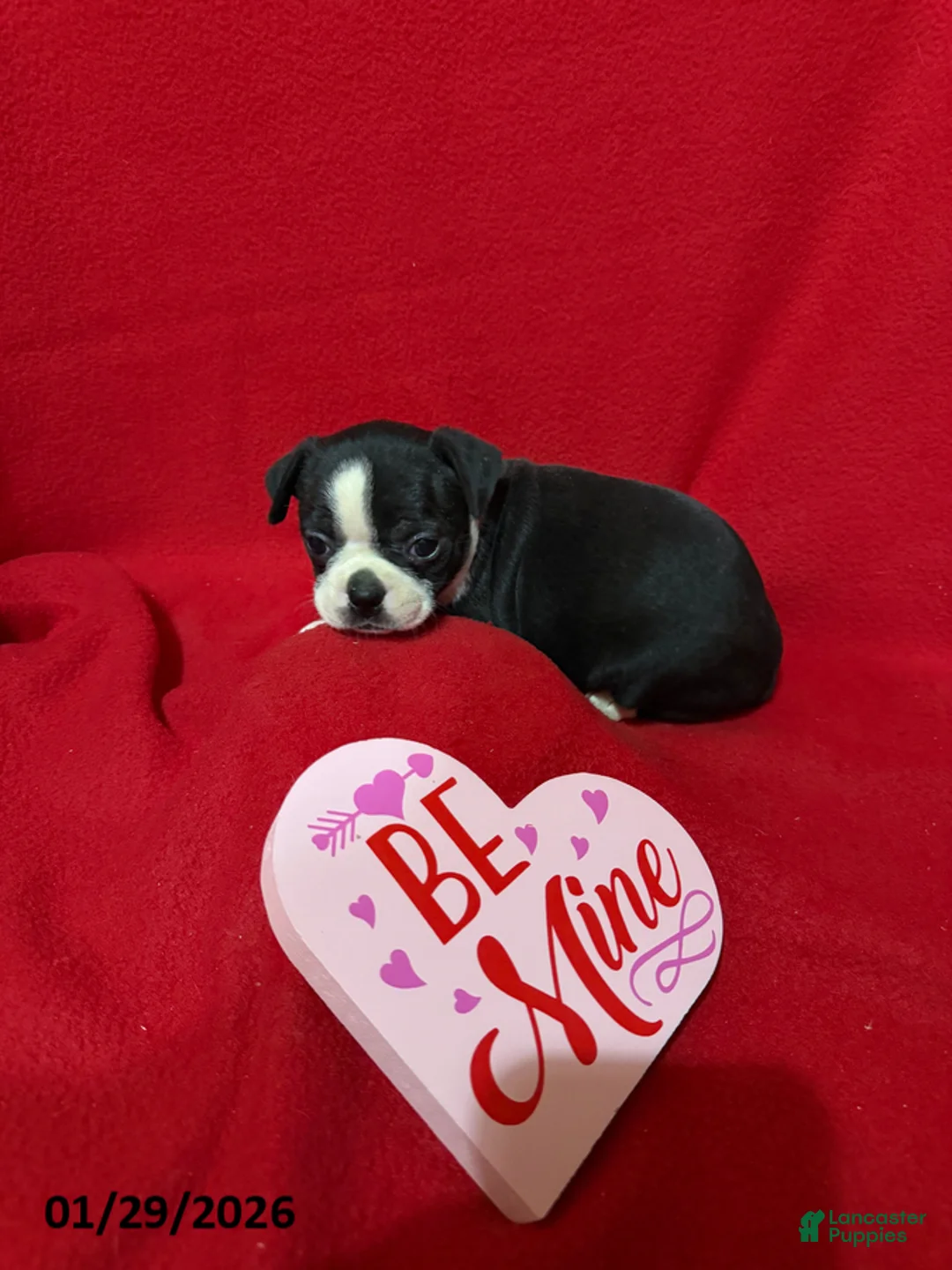 Boston Terrier dogs for sale: Hazel - Ad 3