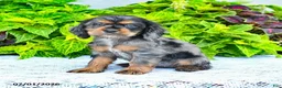 English Cocker Spaniel dogs for sale: Darlene - Ad 3