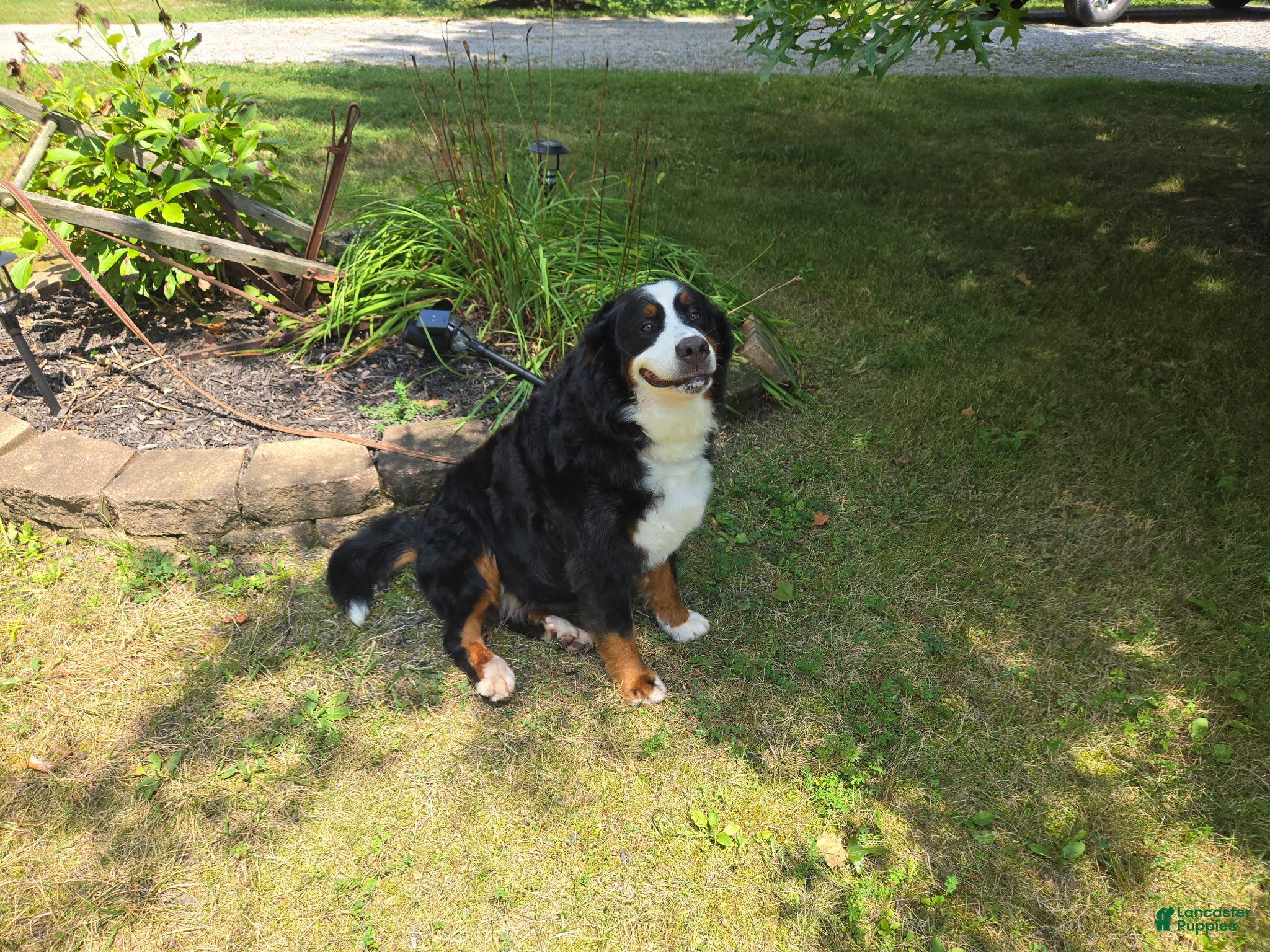 Bernese Mountain Dog dogs Belle - Ad 2