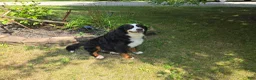 Bernese Mountain Dog dogs for sale: Belle - Ad 2