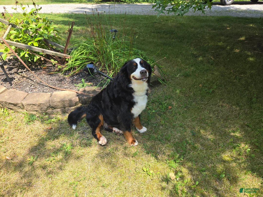Bernese Mountain Dog dogs for sale: Belle - Ad 2