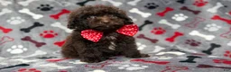 Shihpoo dogs for sale: Benson - Ad 8