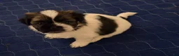 Shih Tzu dogs for sale: Shih Tzu 3 - Ad 1