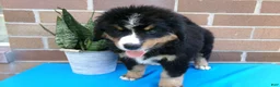 Bernese Mountain Dog dogs for sale: Teresa - Ad 8