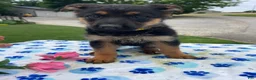 German Shepherd dogs for sale: Cara - Ad 1