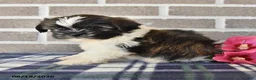 Shih Tzu dogs for sale: Trent - Ad 3