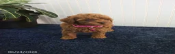Toy Poodle dogs for sale: Tina - Ad 3