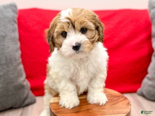Cavapoo dogs - Ad 36