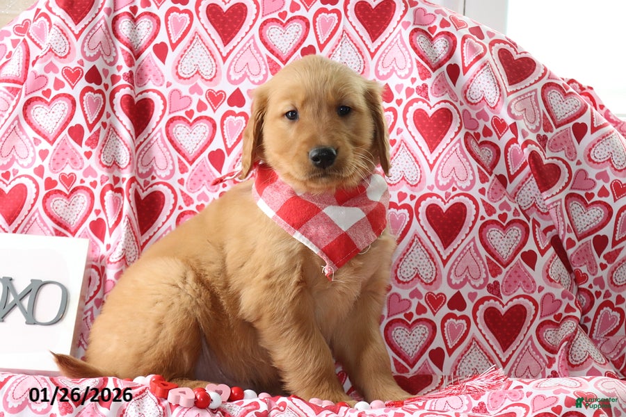 Golden Retriever dogs Radley - Ad 9