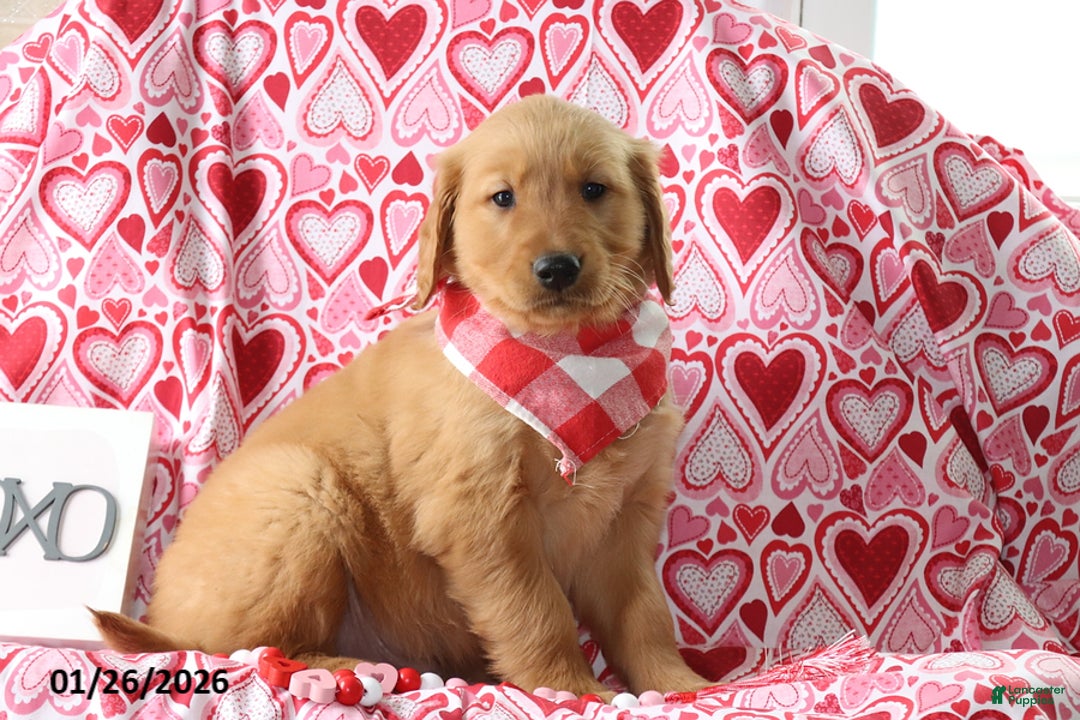 Golden Retriever dogs for sale: Radley - Ad 1