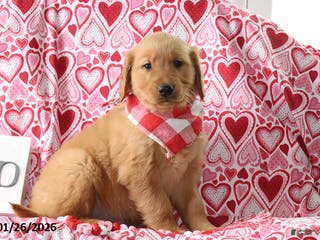Golden Retriever dogs Radley - Ad 9