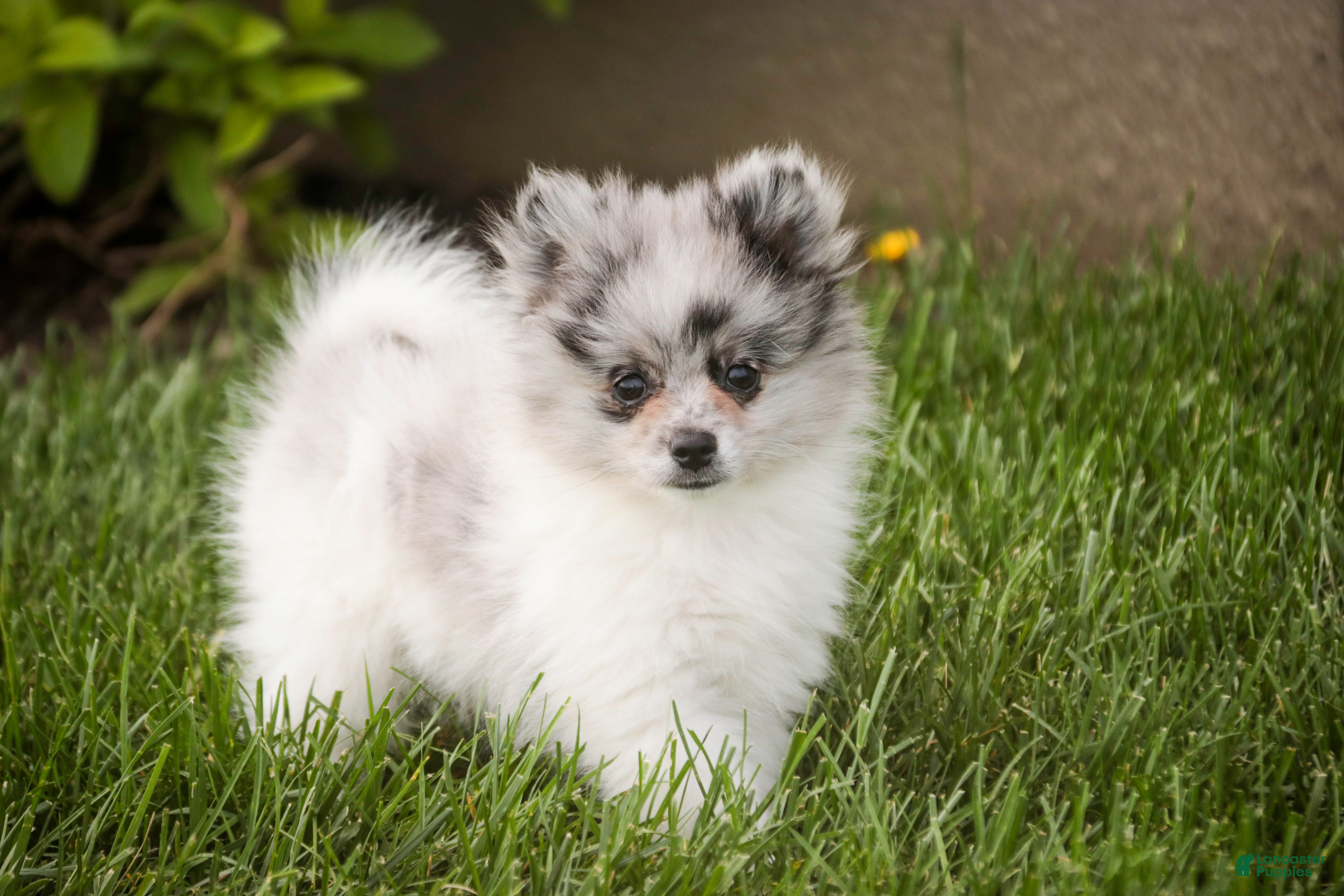 Pomeranian dogs for sale: Tripp - Ad 5