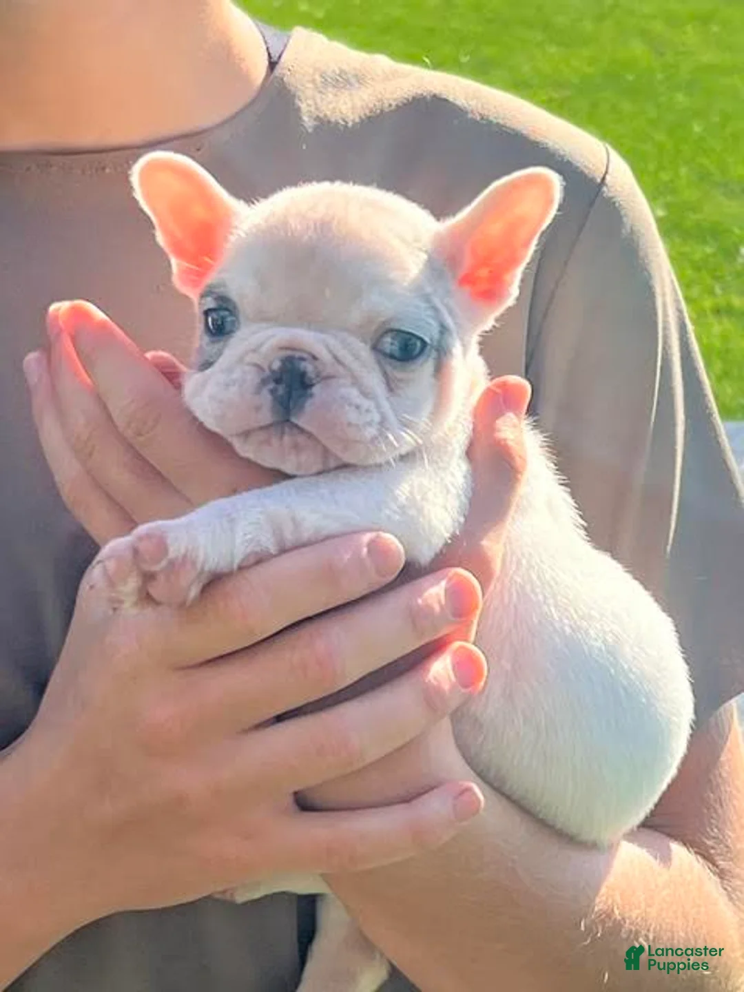 French Bulldog dogs for sale: Timmy French Bulldog  - Ad 1
