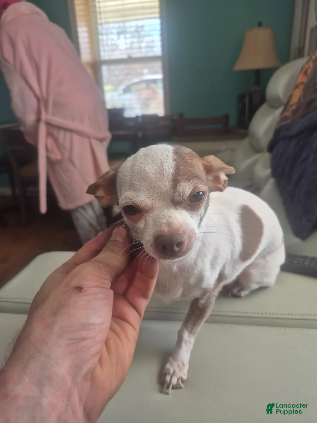 Chihuahua dogs for sale: Chihuahua Puppy 5 - Ad 4