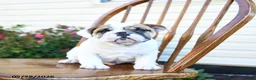 English Bulldog dogs for sale: Pudgy - Ad 2
