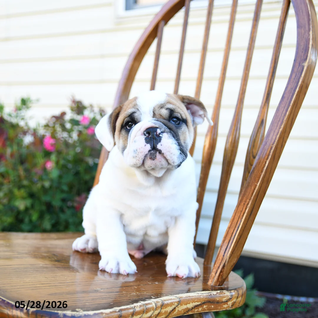 English Bulldog dogs for sale: Pudgy - Ad 2