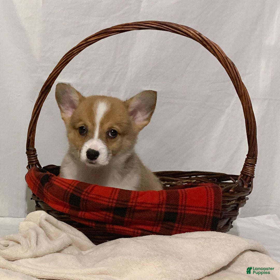 Welsh Corgi Pembroke dogs for sale: Lizzy - Ad 3