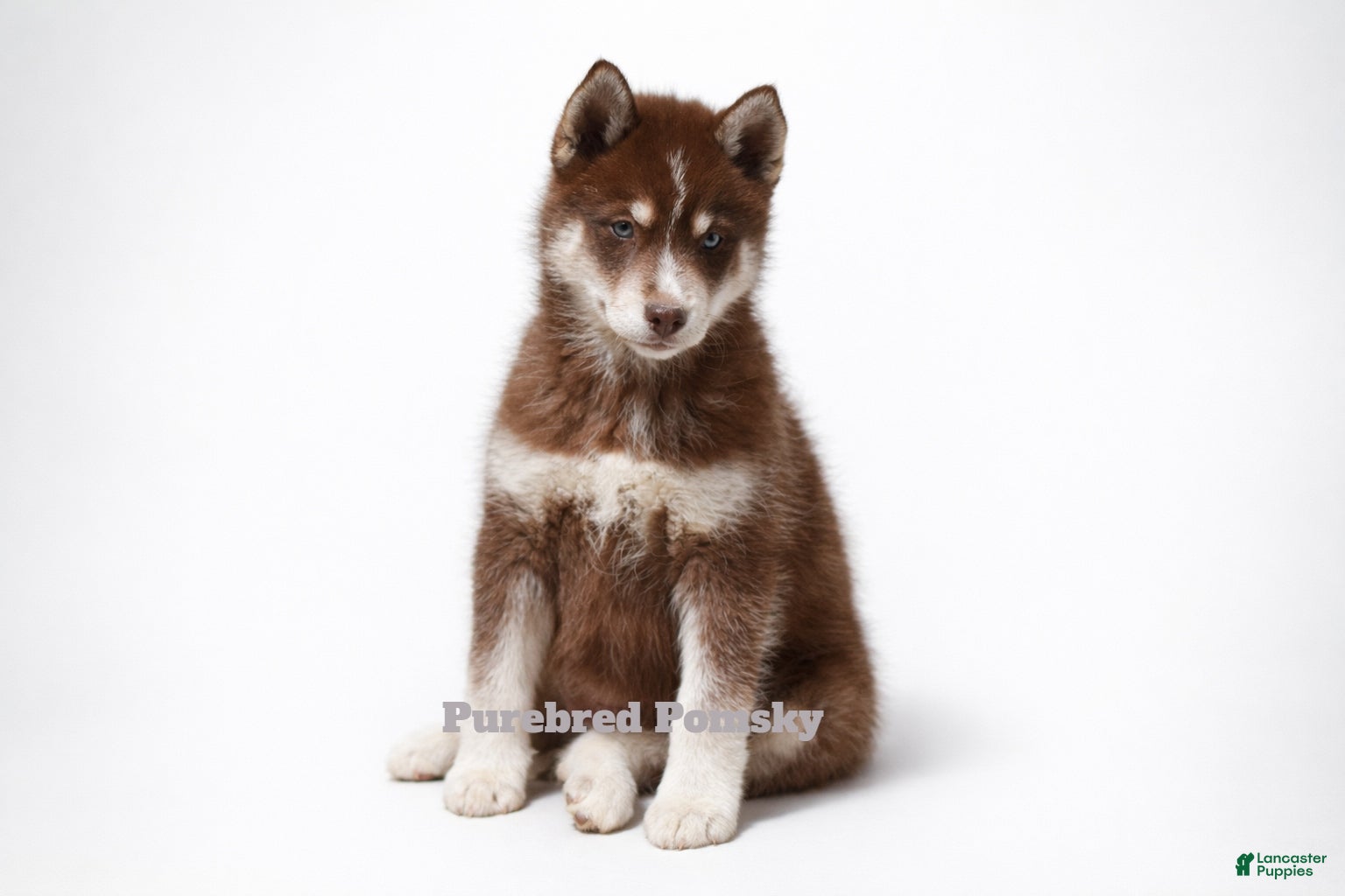 Pomsky dogs Coco Chocolate Pomsky - Ad 9