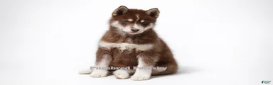 Coco Chocolate Pomsky