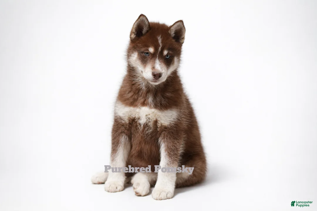 Pomsky dogs for sale: Coco Chocolate Pomsky - Ad 1
