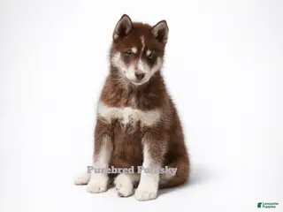 Pomsky dogs Coco Chocolate Pomsky - Ad 9