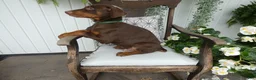 Doberman Pinscher dogs for sale: Doberman Pinscher 2 Duke - Ad 4