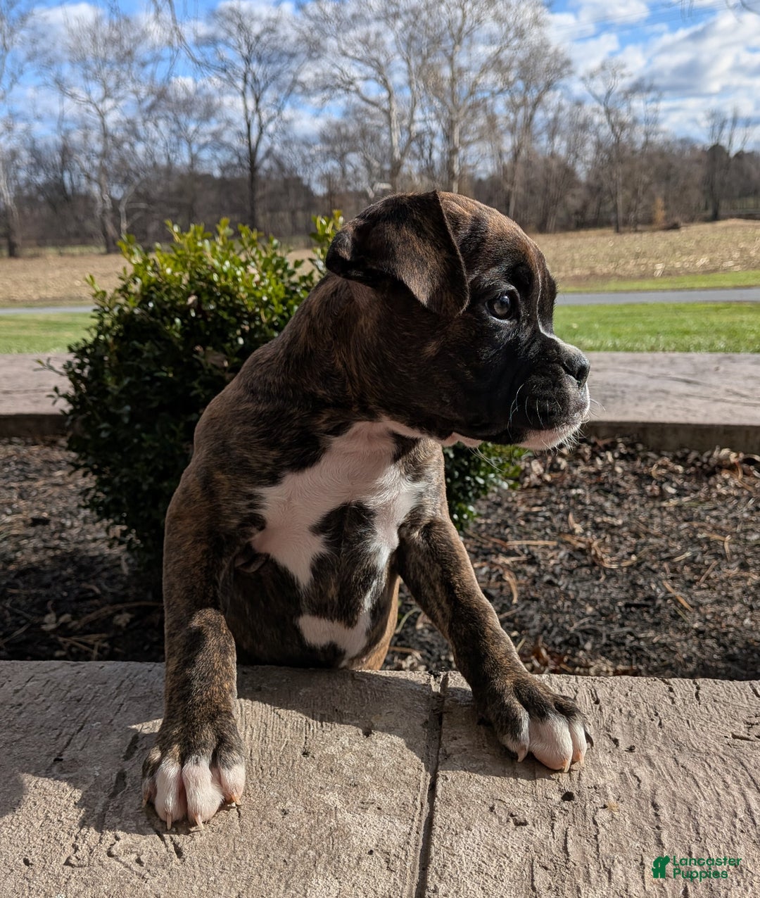 Boxer dogs for sale: Paris - Ad 4