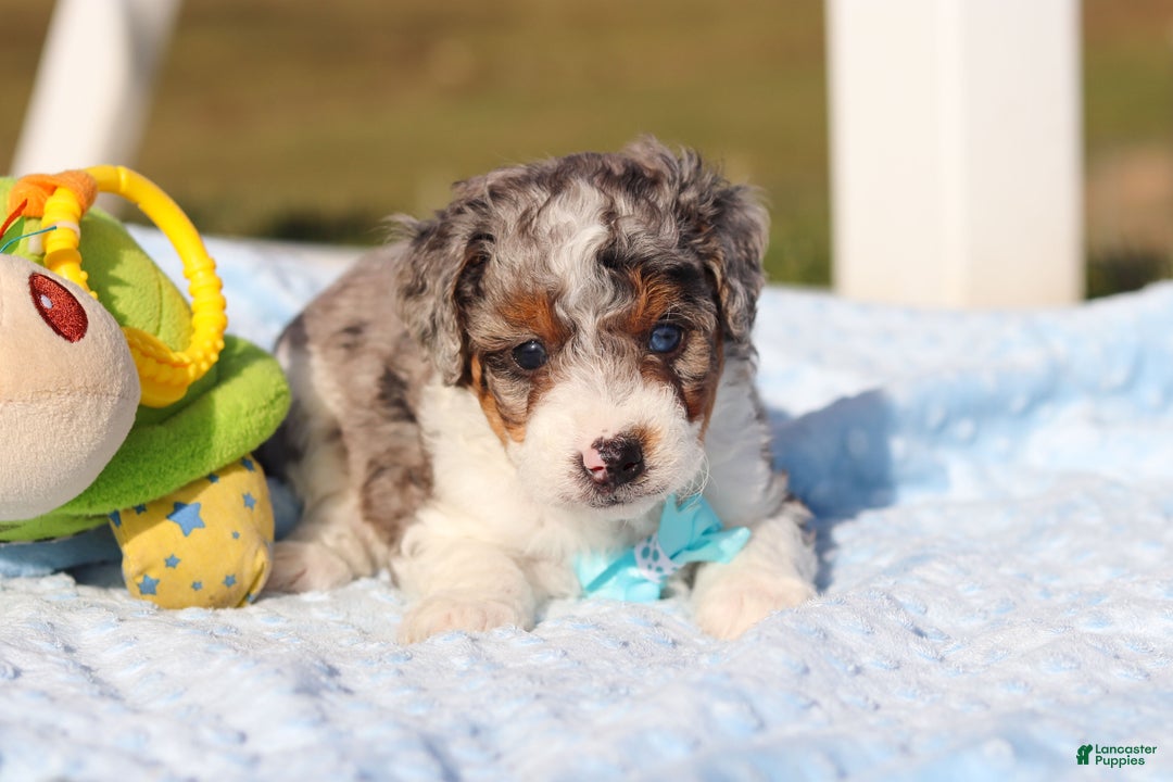 Mini Bernedoodle dogs for sale: Elmo - Ad 5