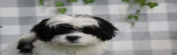Bichpoo dogs for sale: Mushy - Ad 3