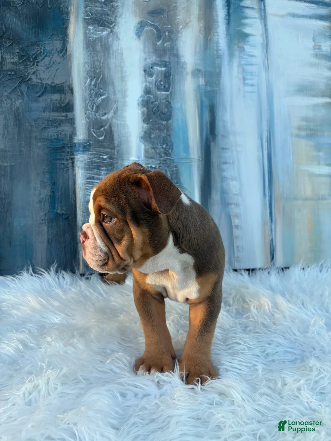 English Bulldog dogs for sale: Mocha - Ad 2