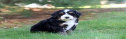 Mini Bernedoodle dogs for sale: Chance - Ad 4