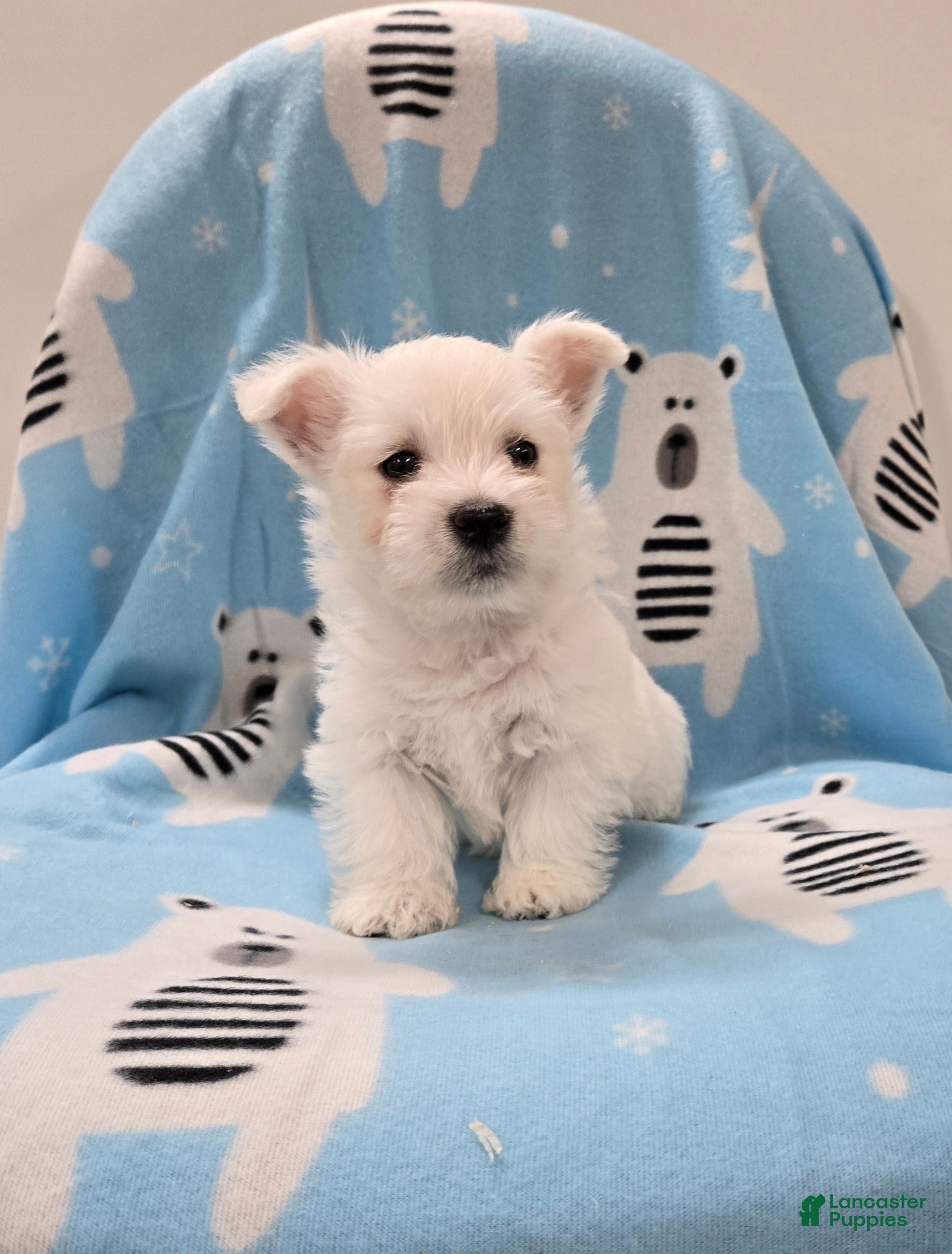 West Highland Terrier dogs for sale: Lenny - Ad 1
