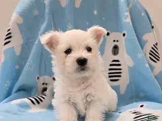 West Highland Terrier dogs for sale: Lenny - Ad 1