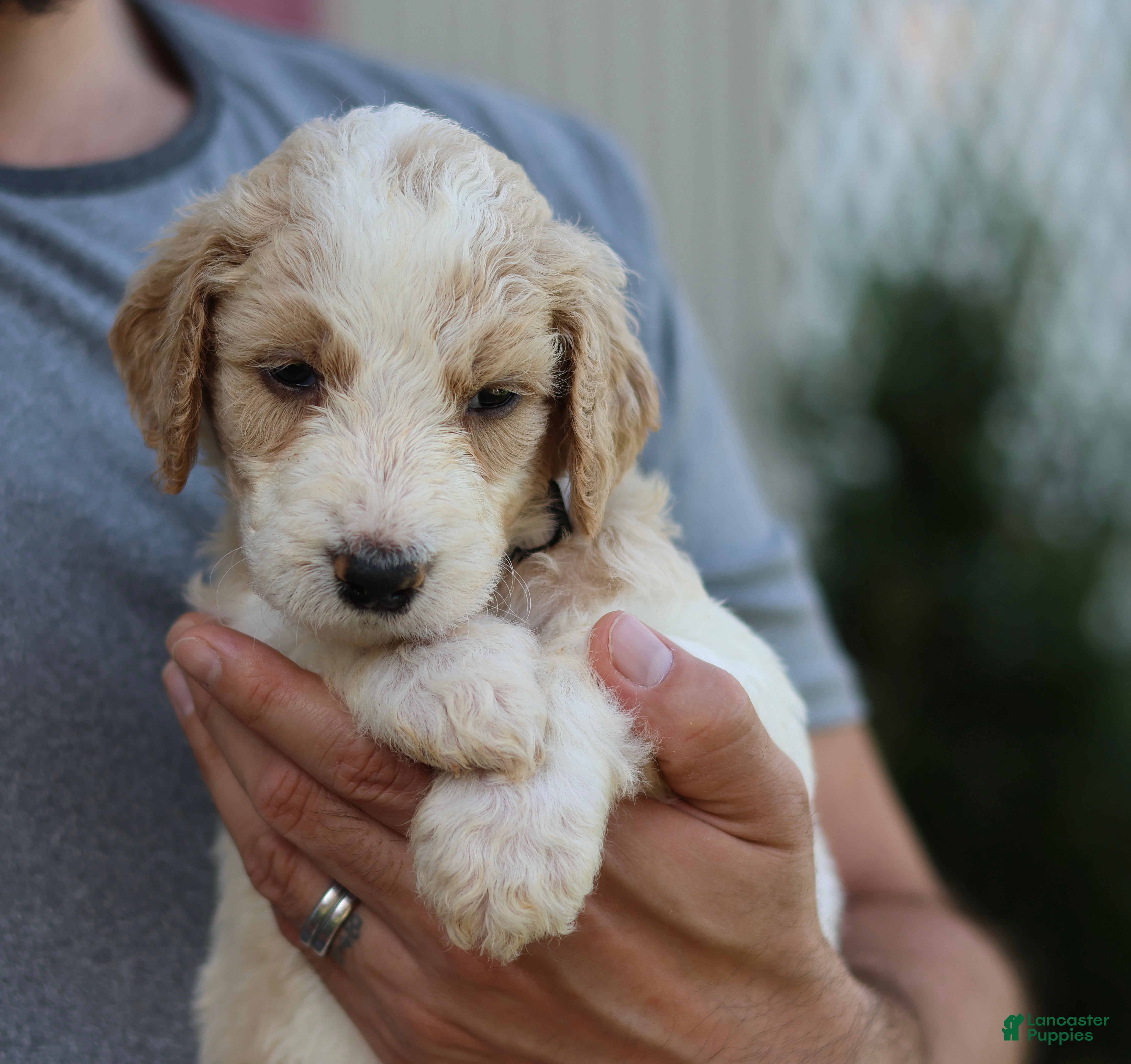 Goldendoodle dogs for sale: Lucky - Ad 20