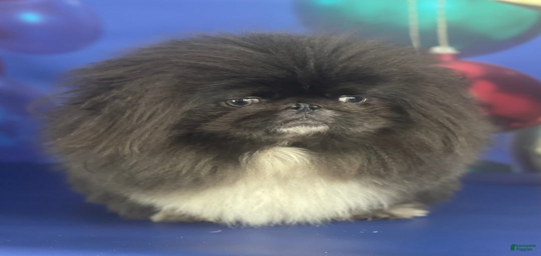 Gallery Image {{count}}