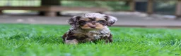 Cockapoo dogs for sale: Maverick - Ad 1