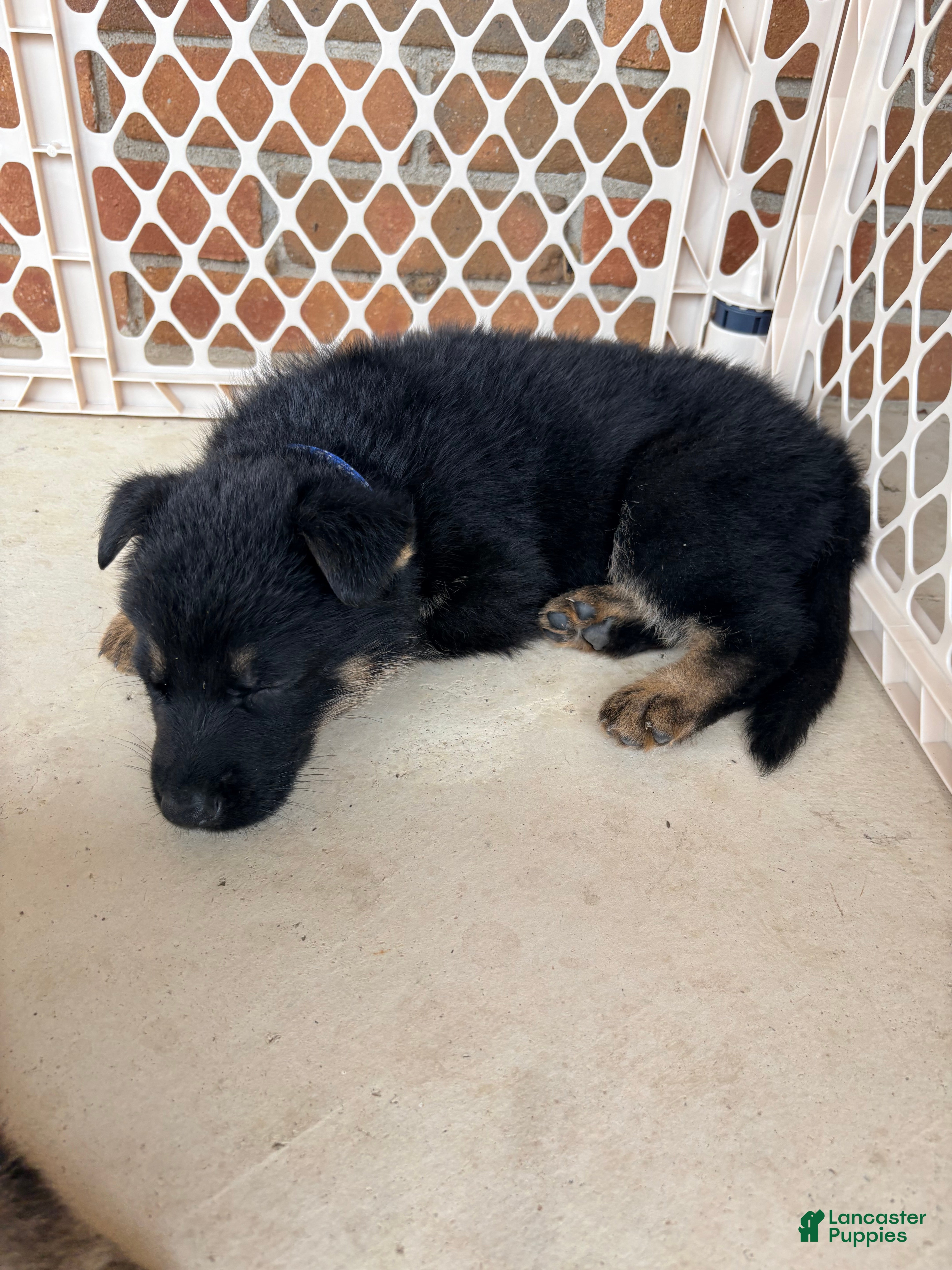 German Shepherd dogs German Shepherd Puppy 3 - Ad 1