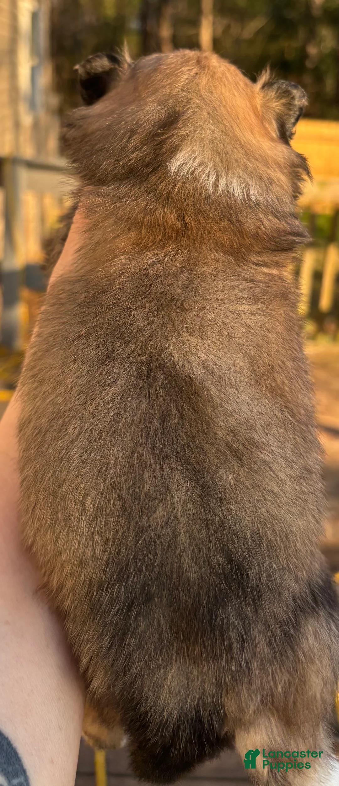 Pomeranian dogs for sale: Pomeranian Puppy 2 - Ad 3