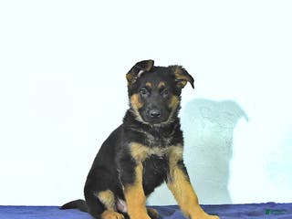 German Shepherd dogs Ryan - Ad 30