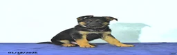 German Shepherd dogs for sale: Ryan - Ad 6