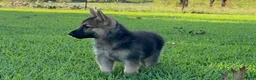 German Shepherd dogs for sale: Boss - Ad 3