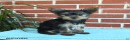 Yorkshire Terrier dogs for sale: Nutella - Ad 9