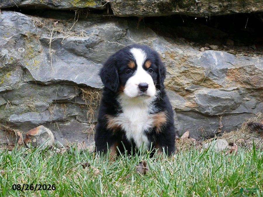 Bernese Mountain Dog dogs Eden - Ad 1