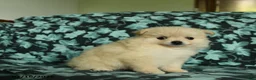 Pomeranian dogs for sale: Feathers - Ad 5