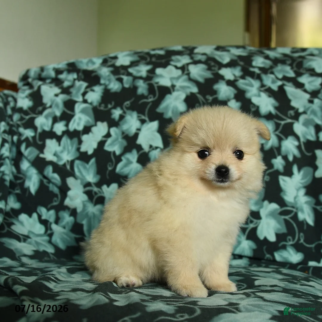 Pomeranian dogs for sale: Feathers - Ad 5