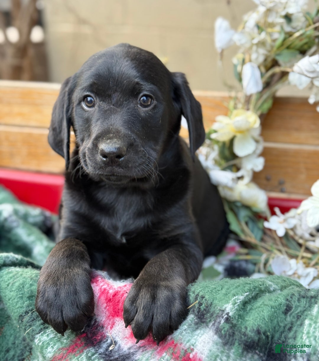 Mixed Breed dogs for sale: Rocky - Ad 1