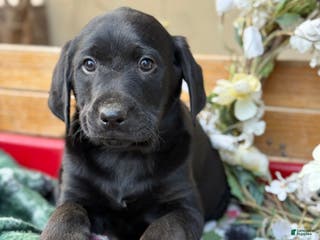 Mixed Breed dogs Rocky - Ad 22