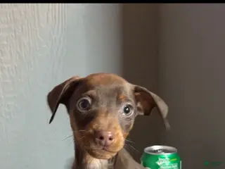 Miniature Pinscher dogs Toffee - Ad 12