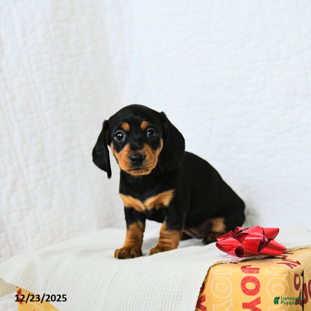 Miniature Dachshund dogs for sale: Midnight - Ad 2